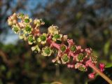 Phytolacca americana