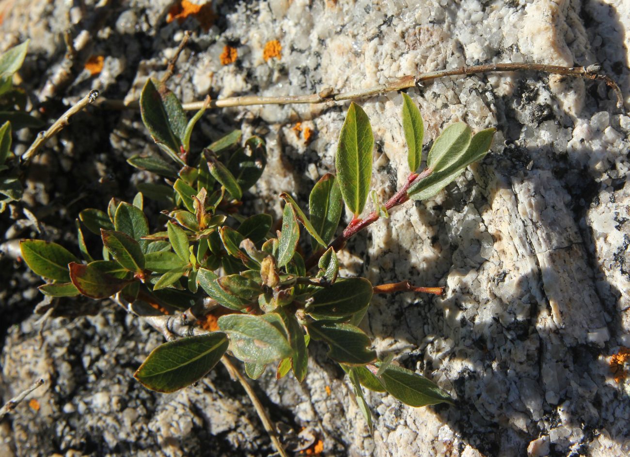 Image of genus Salix specimen.