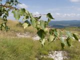 Betula pendula. Ветвь. Краснодарский край, Мостовской р-н, окр. пгт Псебай, хр. Герпегем, ≈ 1000 м н.у.м., горный луг на мелу. 19.08.2021.