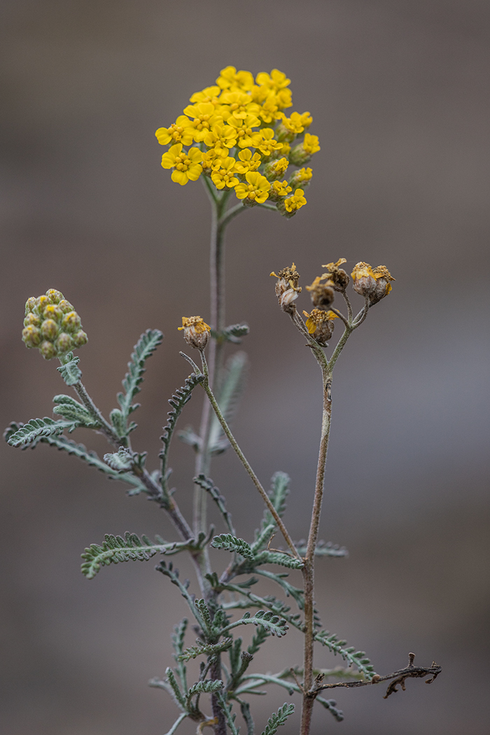 Image of Achillea leptophylla specimen.