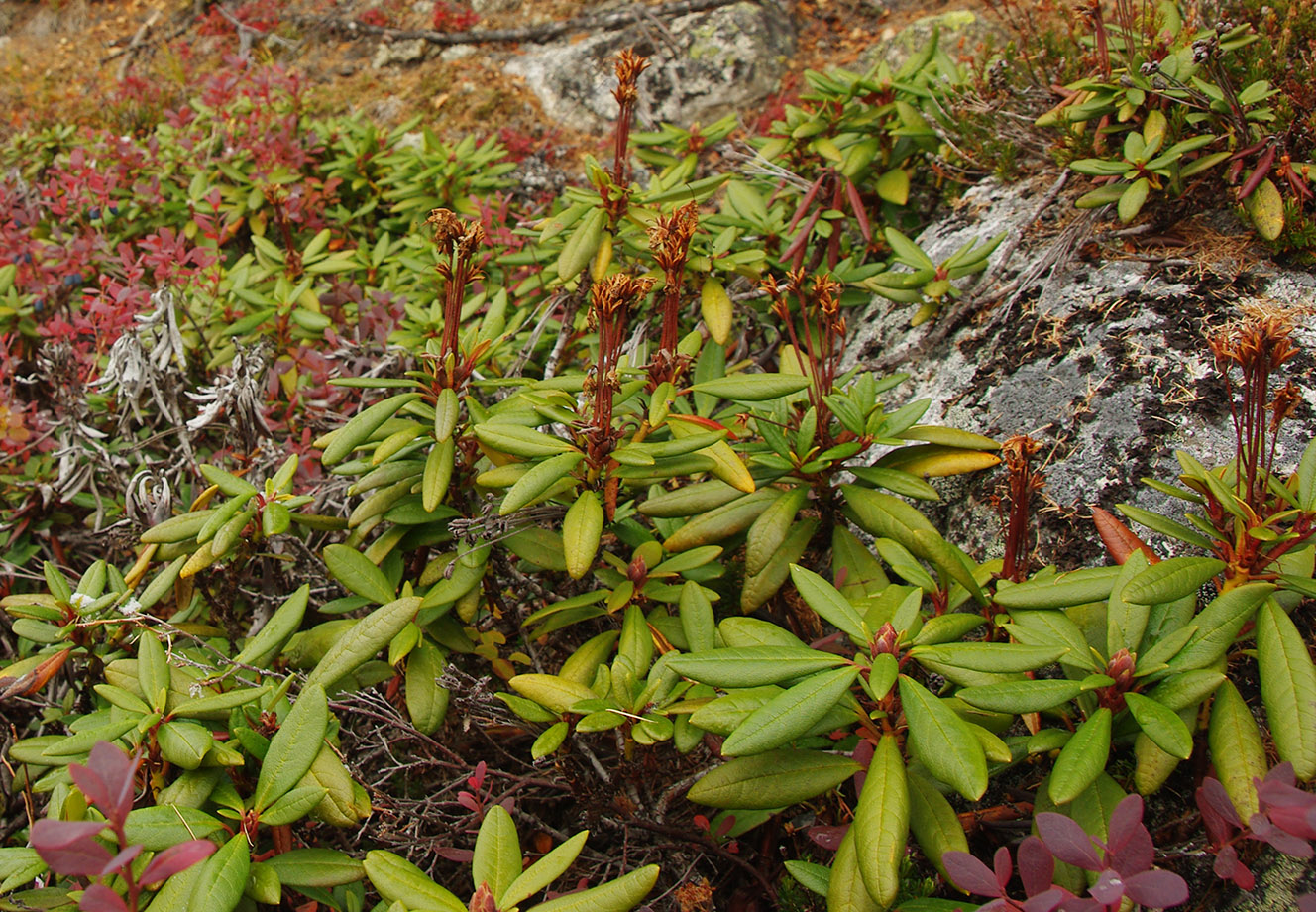 Image of Rhododendron aureum specimen.