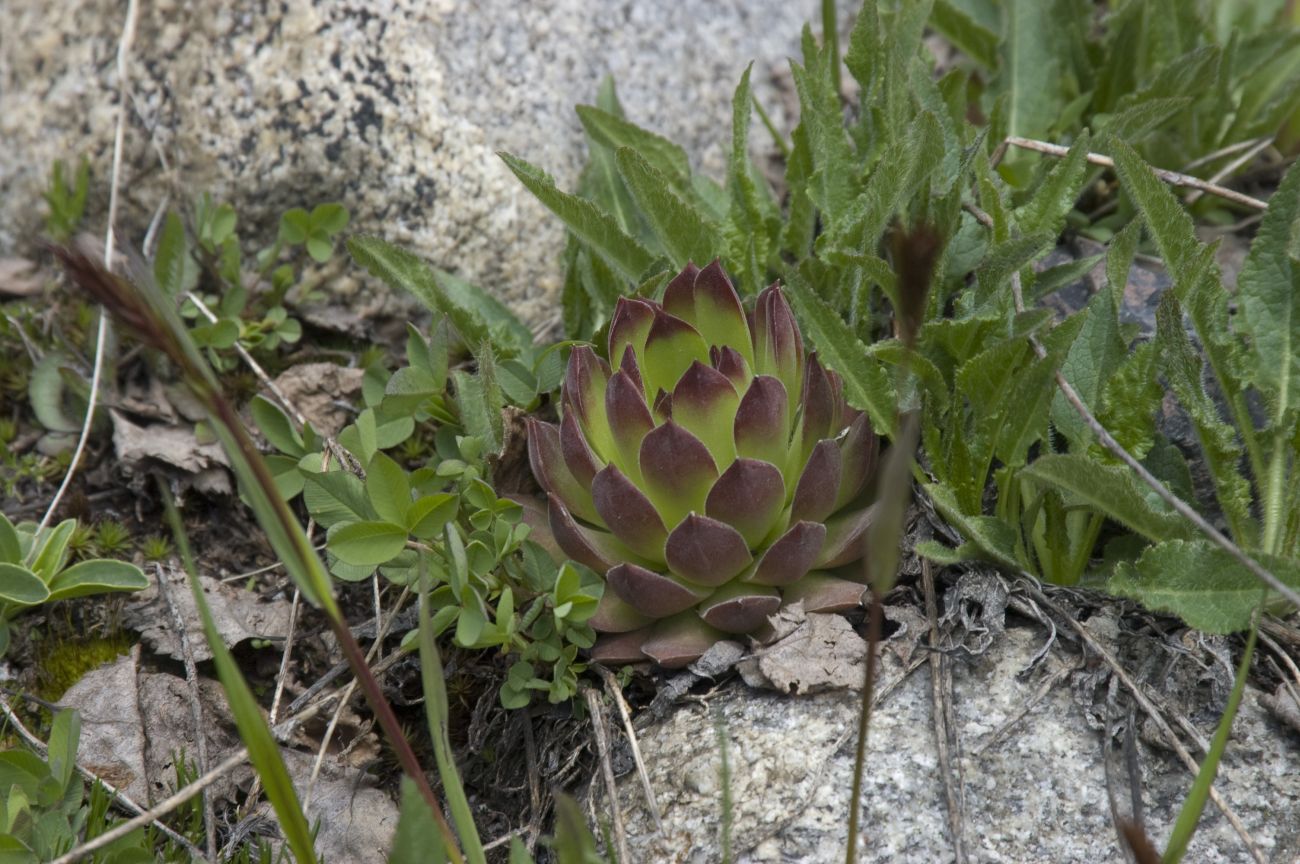 Изображение особи Sempervivum caucasicum.