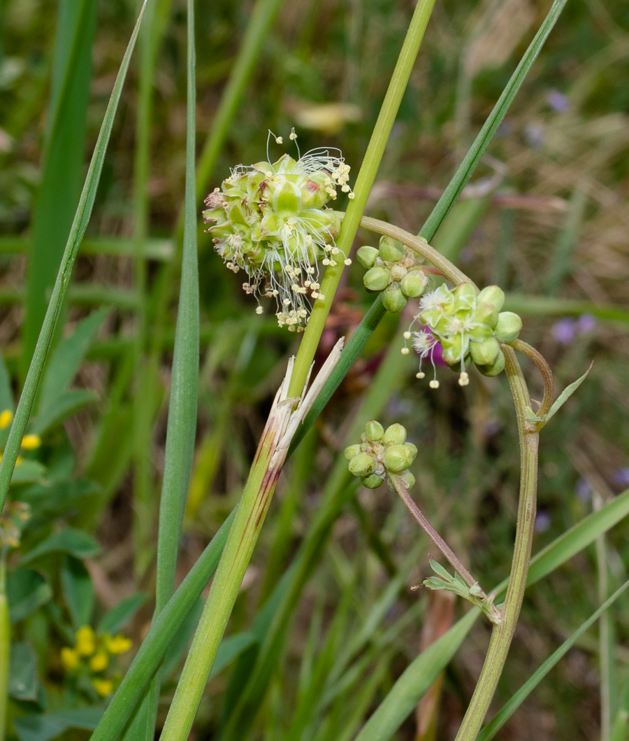 Изображение особи Poterium sanguisorba.