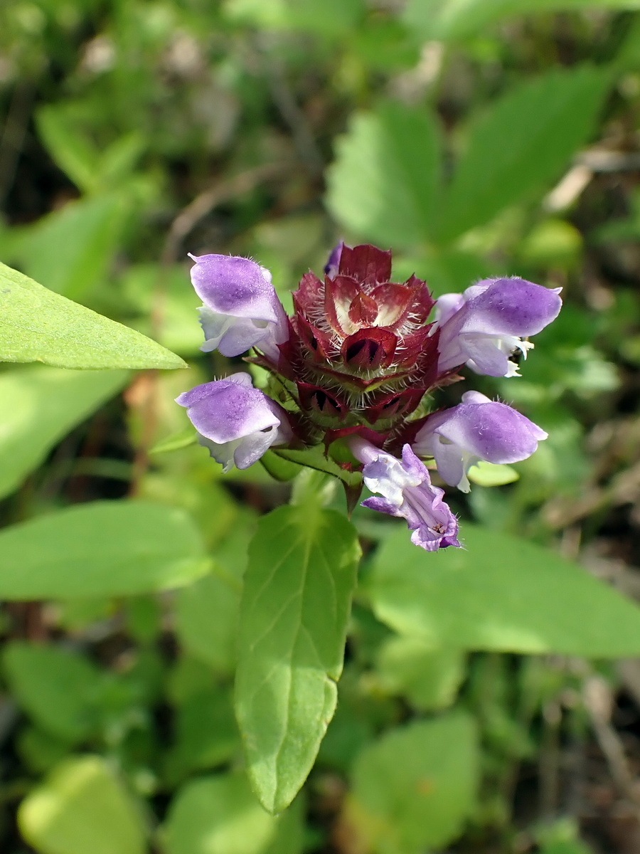 Image of Prunella japonica specimen.