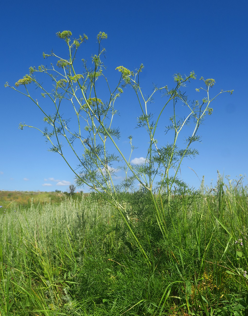 Image of Peucedanum ruthenicum specimen.