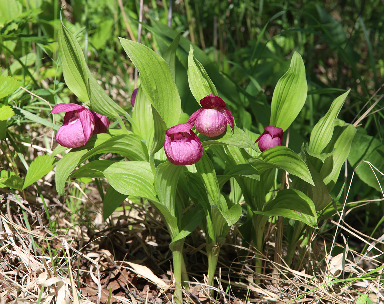 Изображение особи Cypripedium macranthos.