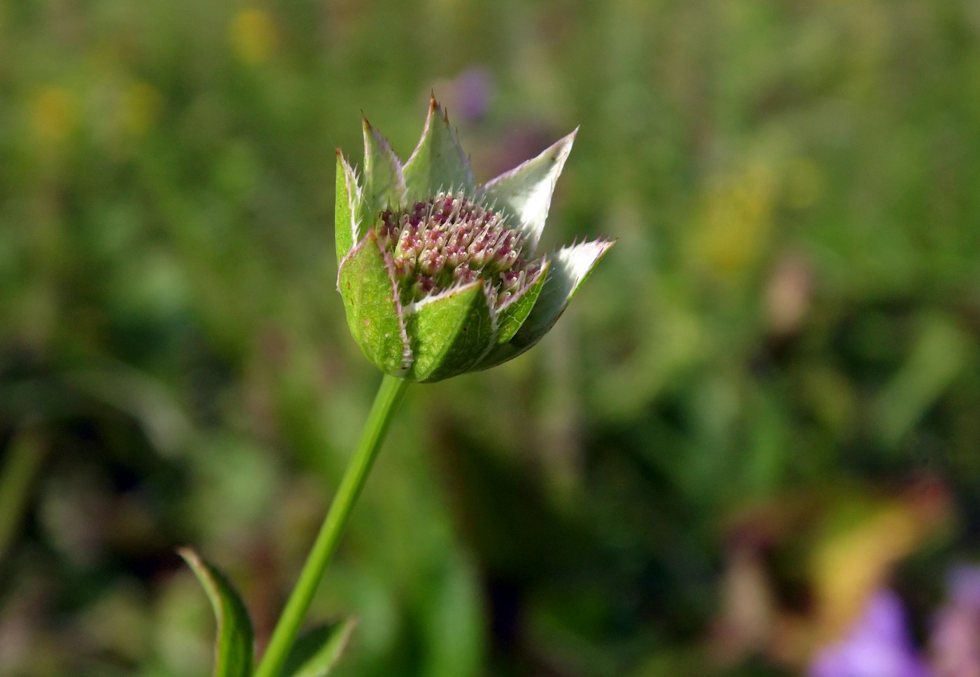 Изображение особи Astrantia maxima.