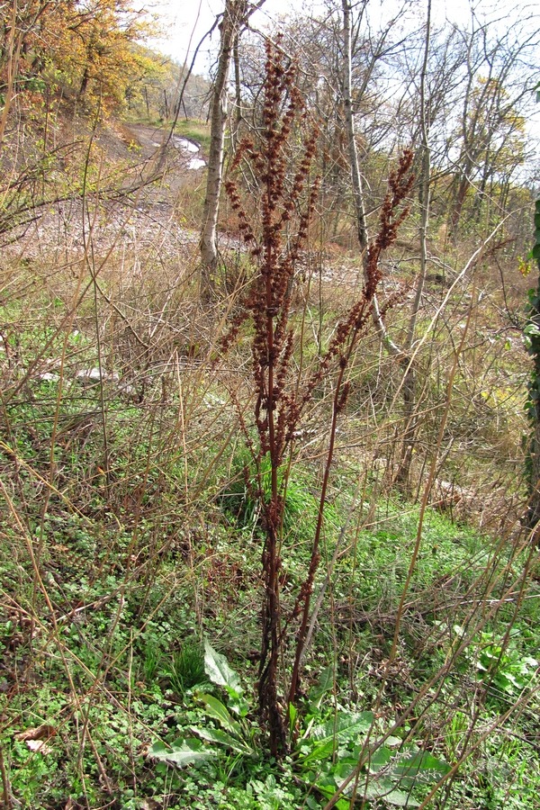 Image of Rumex crispus specimen.