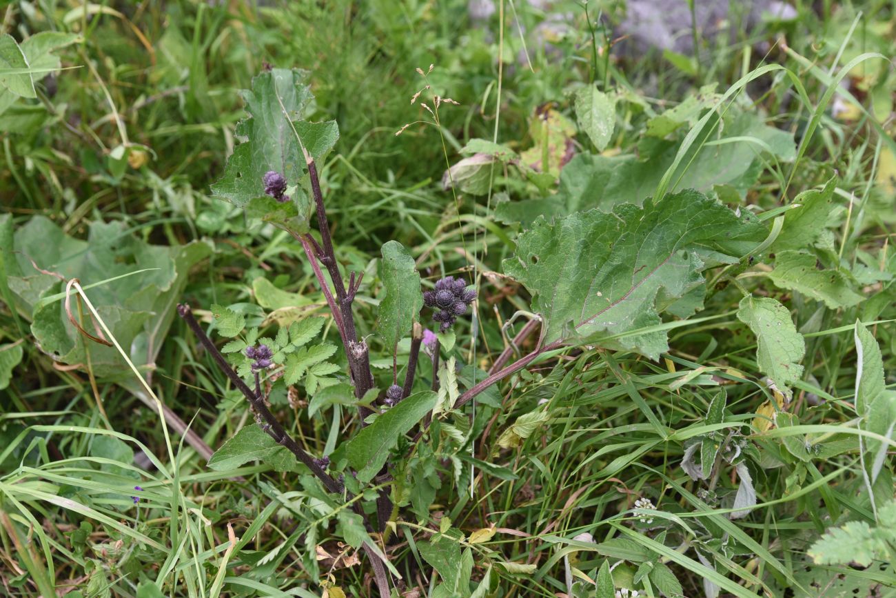 Image of genus Arctium specimen.