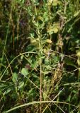 Hypericum perforatum