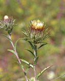 Carlina intermedia