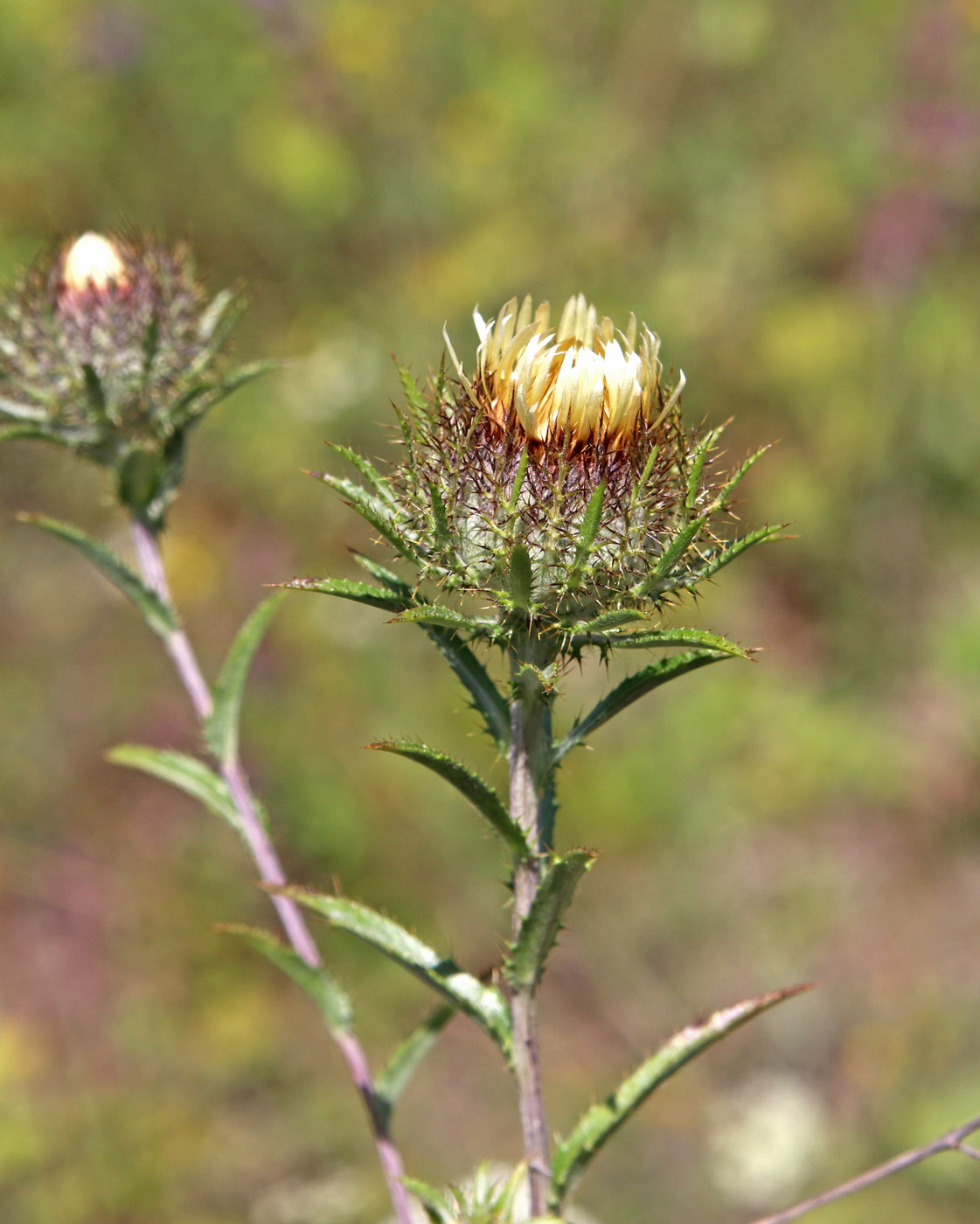 Изображение особи Carlina intermedia.