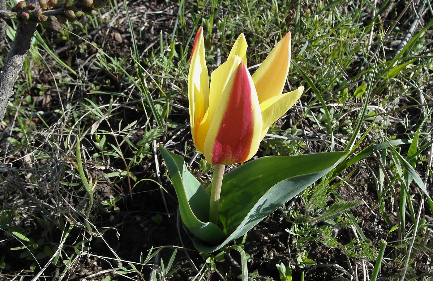 Изображение особи Tulipa berkariensis.