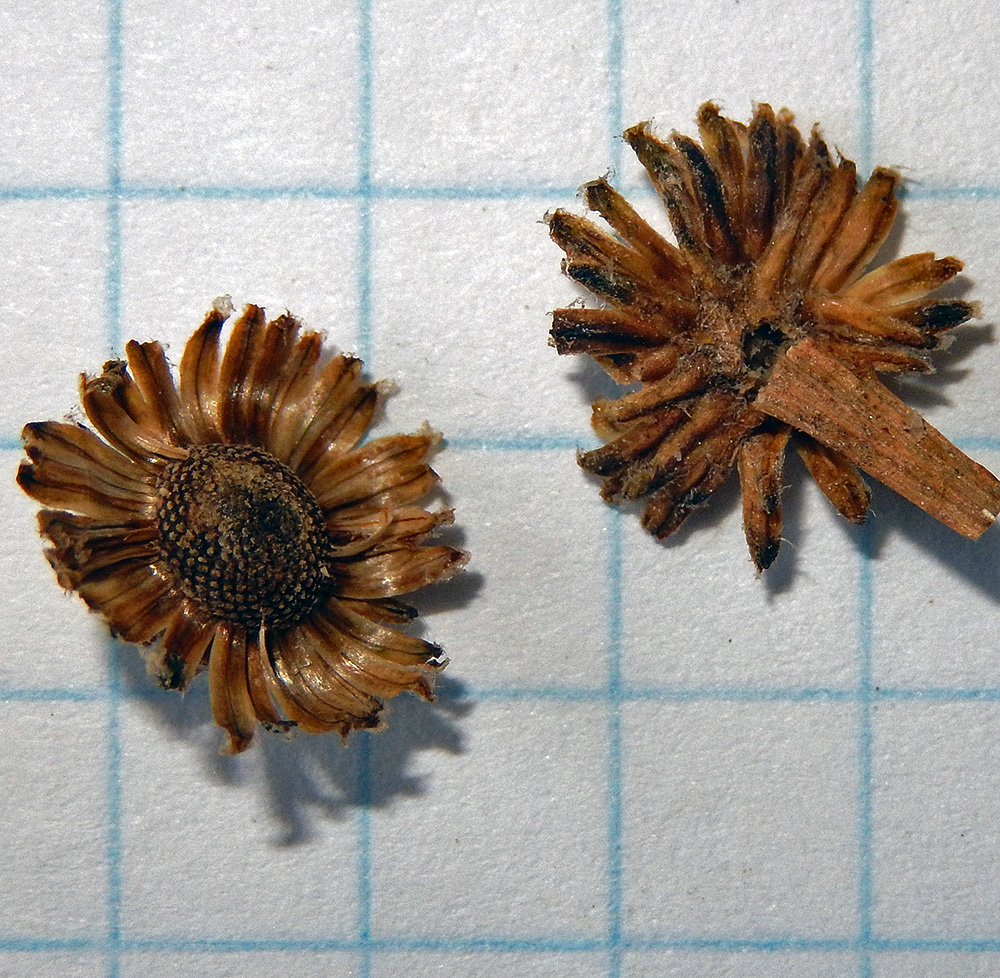 Image of Pyrethrum parthenium specimen.