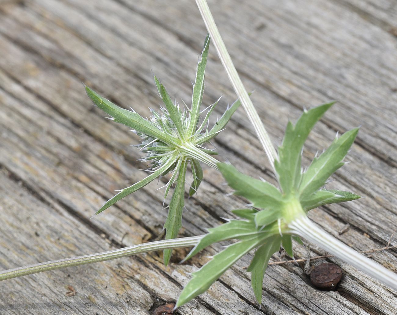 Image of Eryngium planum specimen.