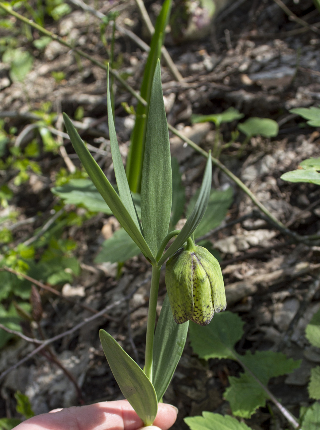 Изображение особи Fritillaria ophioglossifolia.