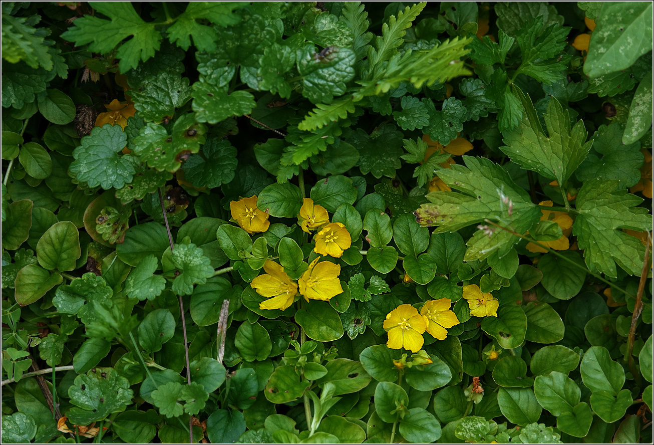 Image of Lysimachia nummularia specimen.