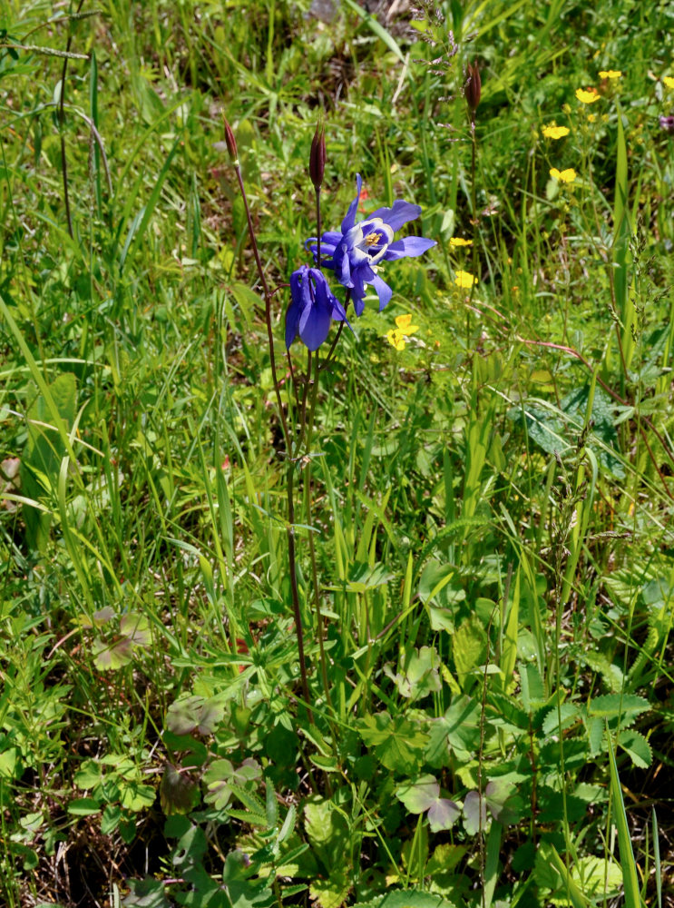 Image of Aquilegia sibirica specimen.