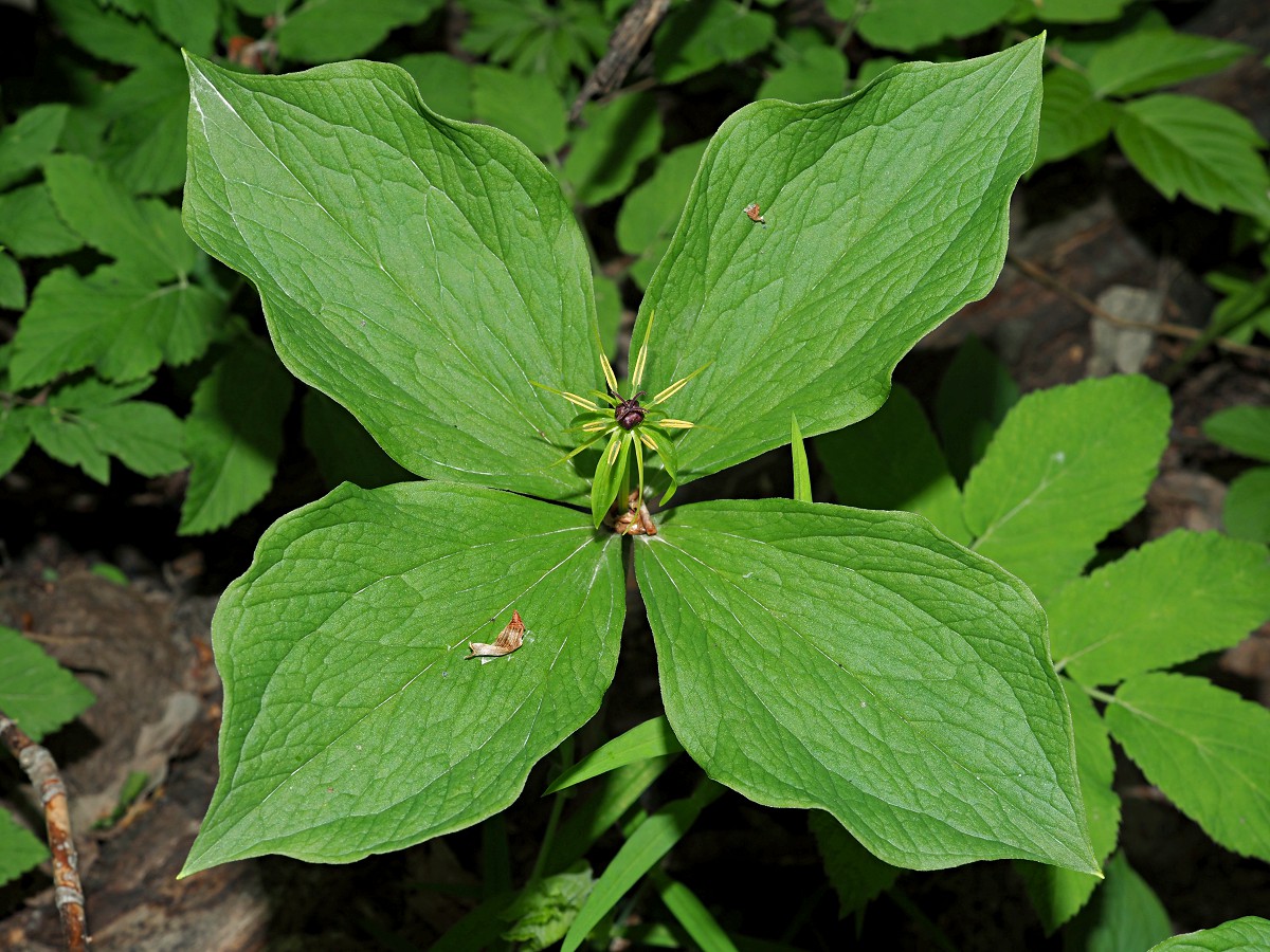 Изображение особи Paris quadrifolia.