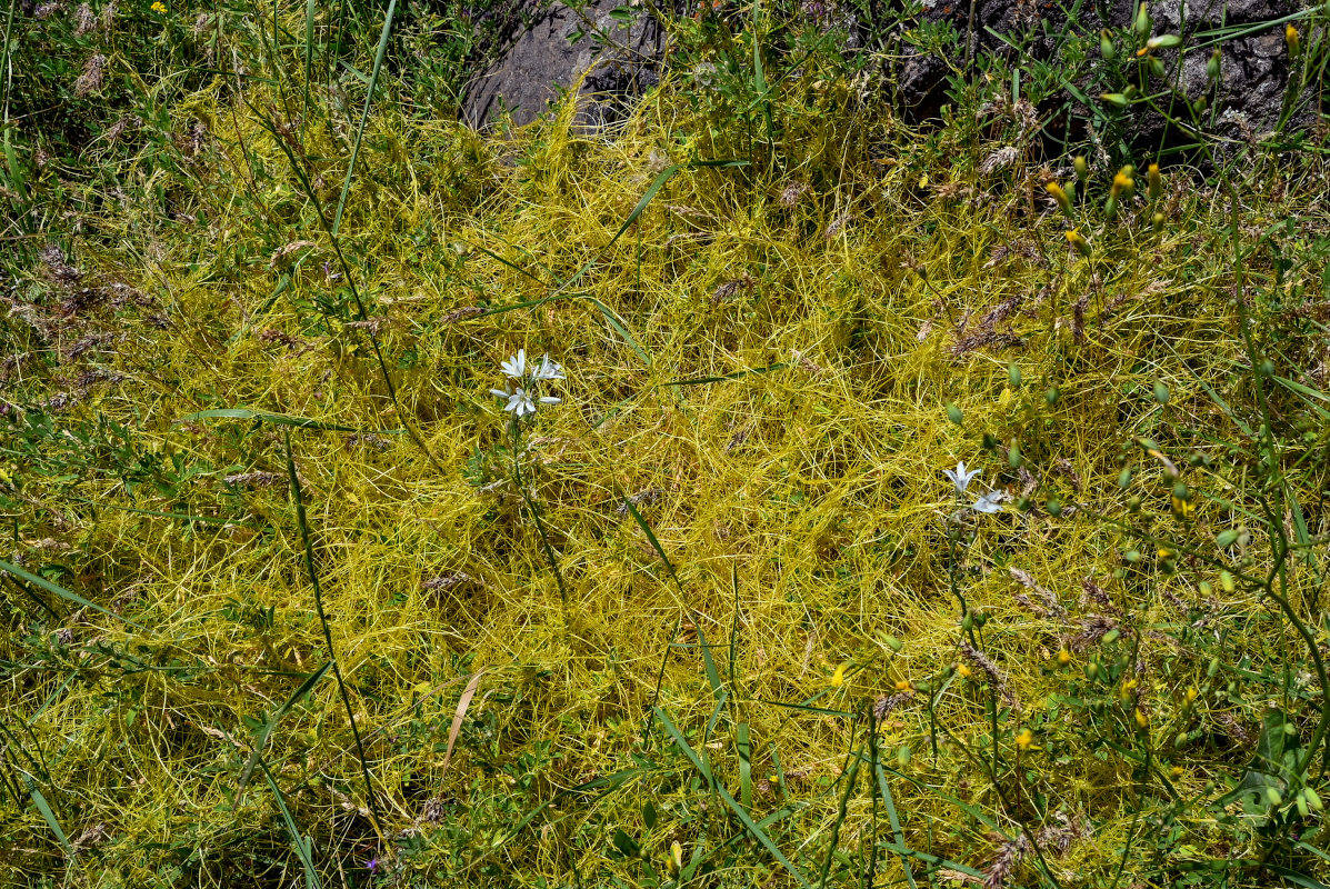 Image of genus Cuscuta specimen.