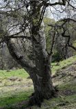 Betula pendula. Нижняя часть ствола и ветвей. Дагестан, Гунибский р-н, природный парк \"Верхний Гуниб\", ≈ 1800 м н.у.м., опушка смешанного леса. 04.05.2022.