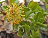 Смотреть изображение Salix × simulatrix