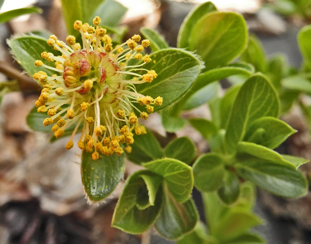 Image of Salix &times; simulatrix specimen.