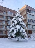 Смотреть изображение Pinus sylvestris