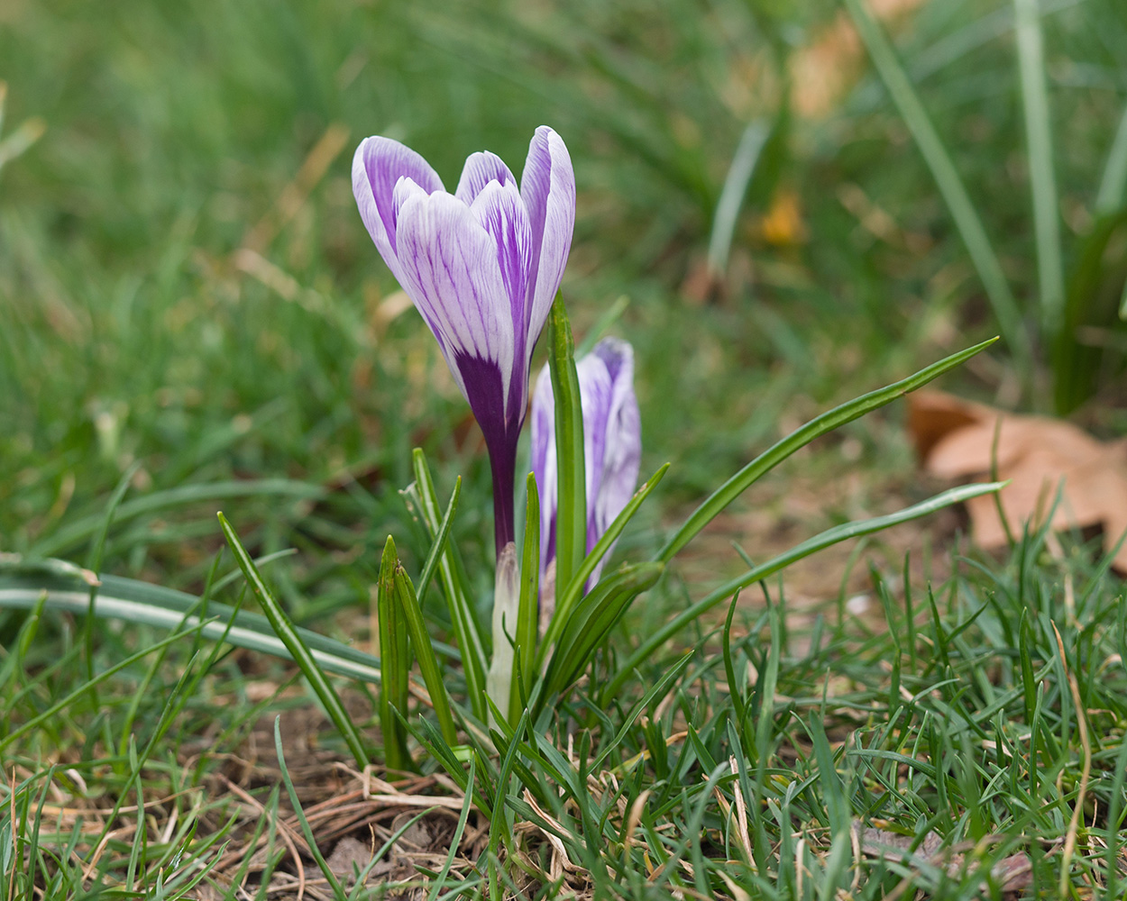 Изображение особи Crocus vernus.