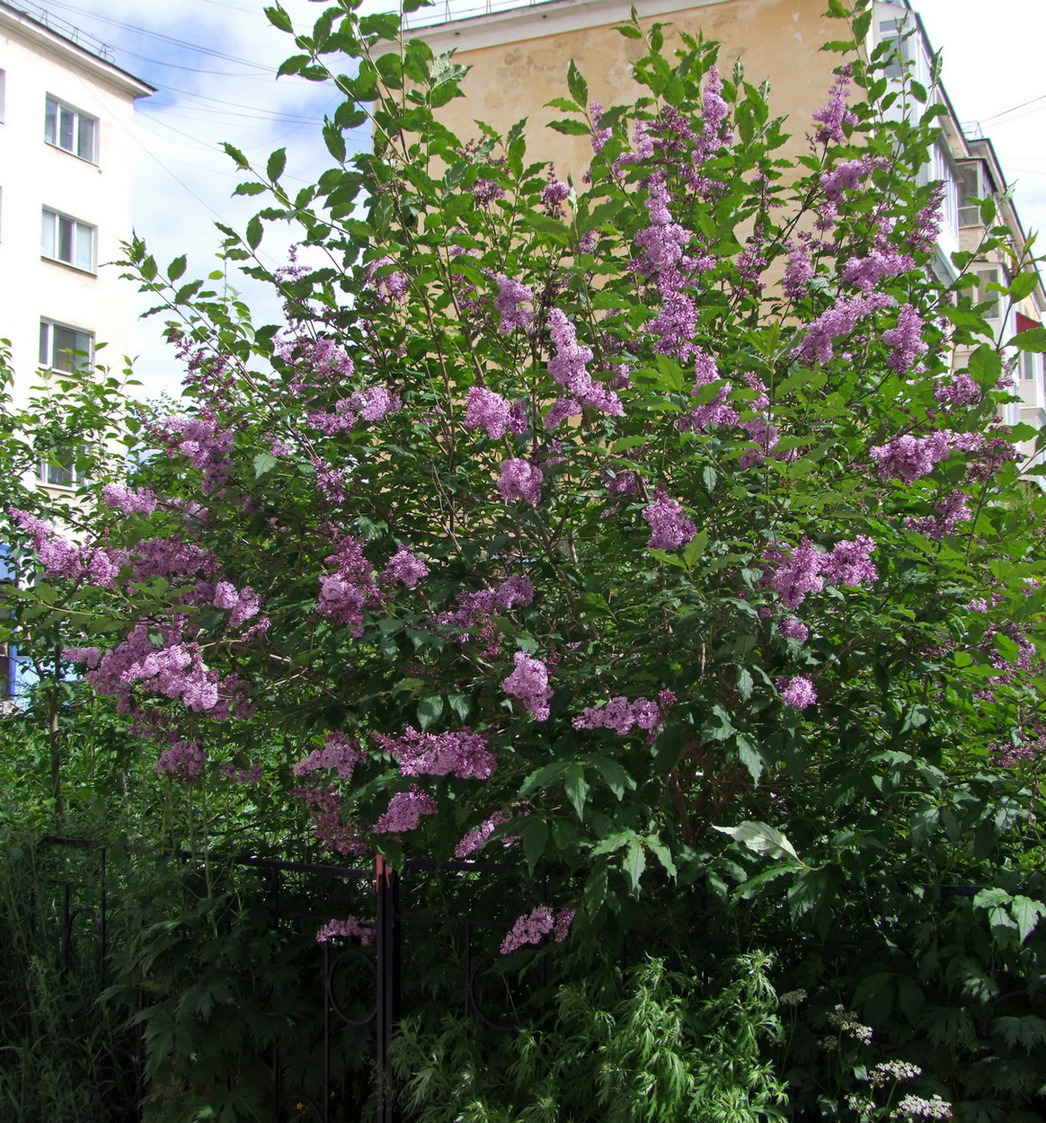 Image of Syringa josikaea specimen.