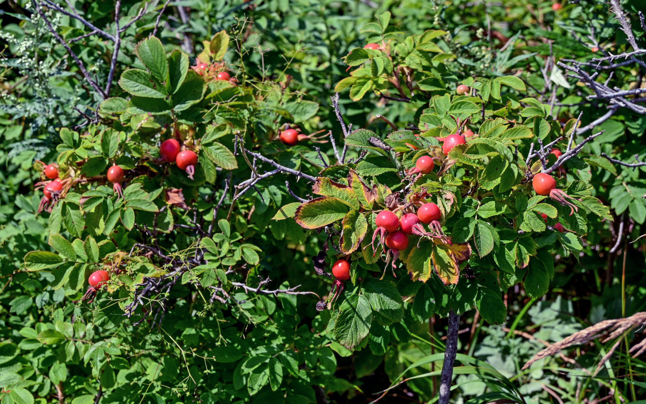 Image of Rosa rugosa specimen.