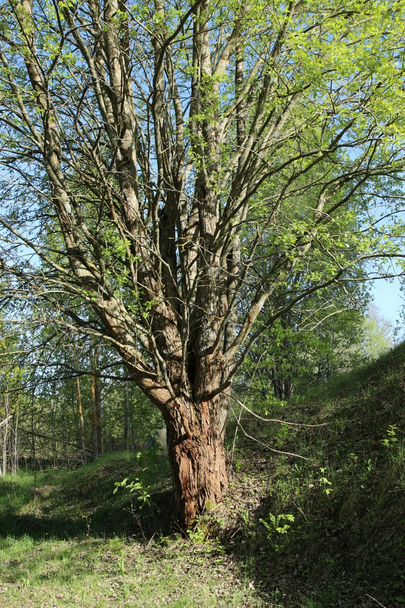 Изображение особи Salix caprea.