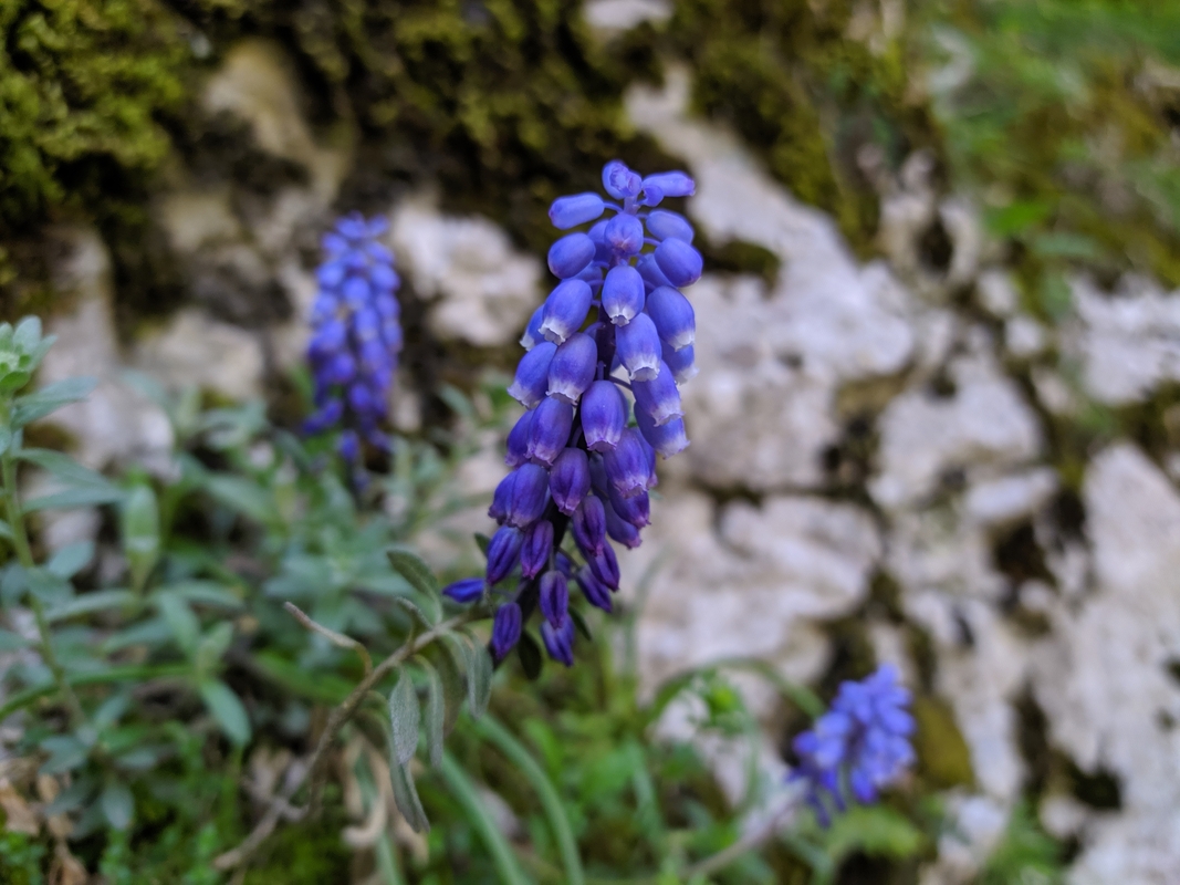 Image of Muscari dolichanthum specimen.