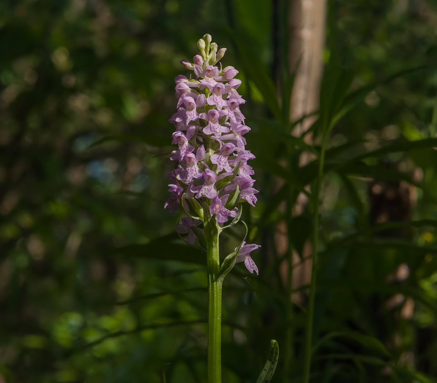 Изображение особи Dactylorhiza baltica.