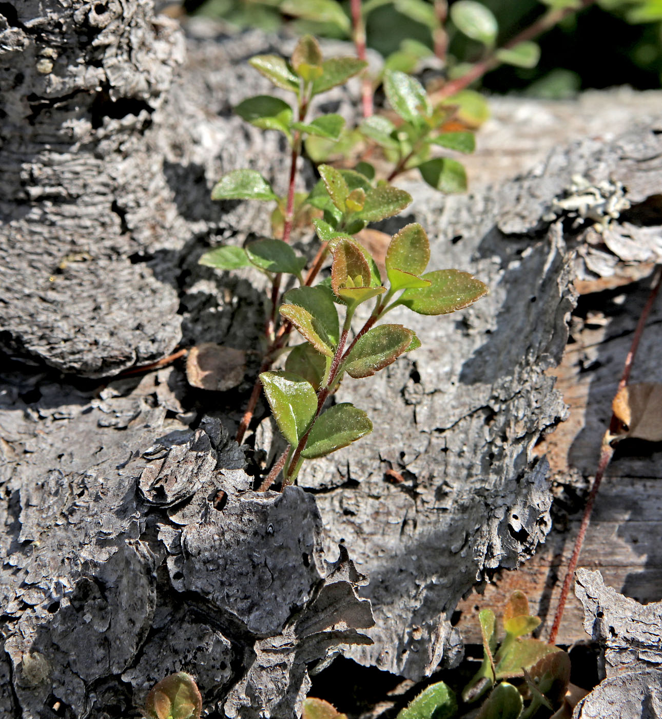 Image of Linnaea borealis specimen.