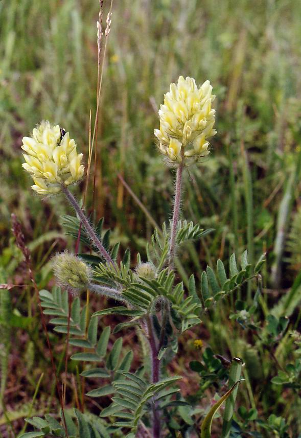 Image of Oxytropis pilosa specimen.