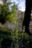 Linaria vulgaris