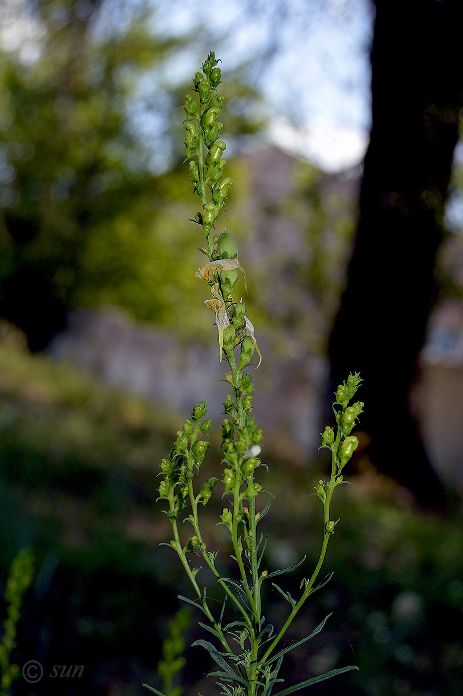 Изображение особи Linaria vulgaris.