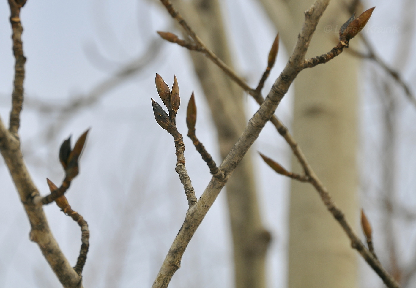 Изображение особи Populus suaveolens.