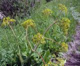 Ferula akitschkensis