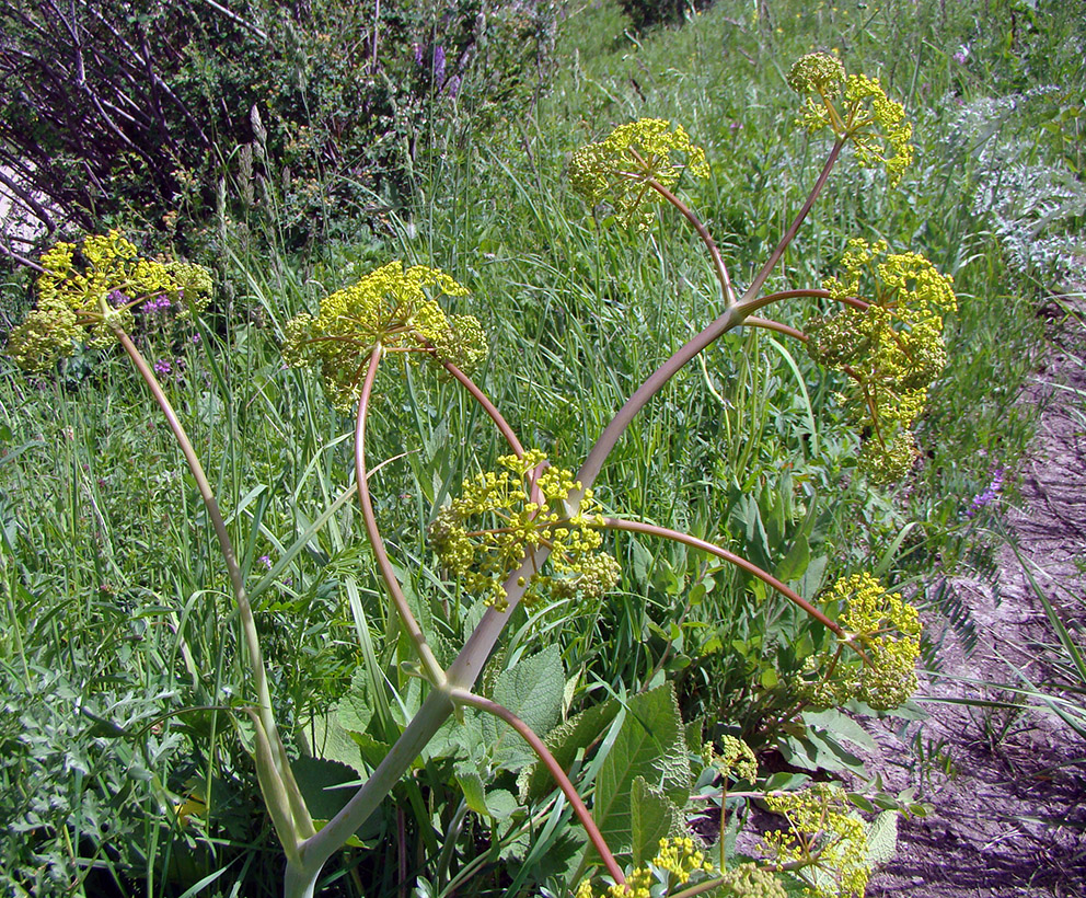 Изображение особи Ferula akitschkensis.