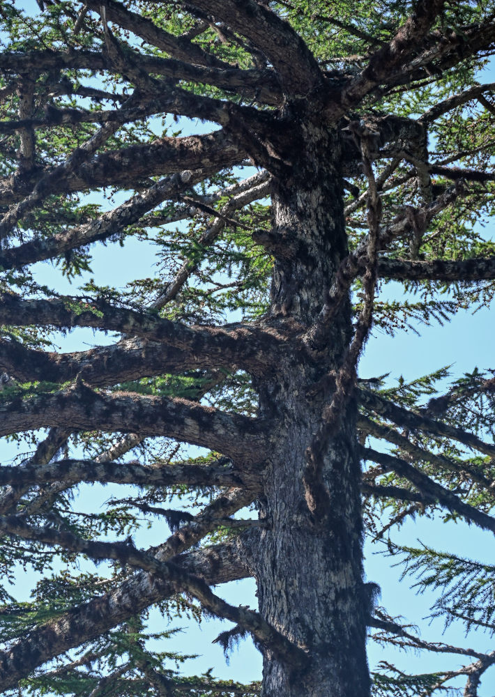 Image of Larix kamtschatica specimen.