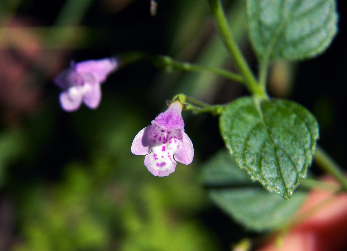 Image of Clinopodium menthifolium specimen.