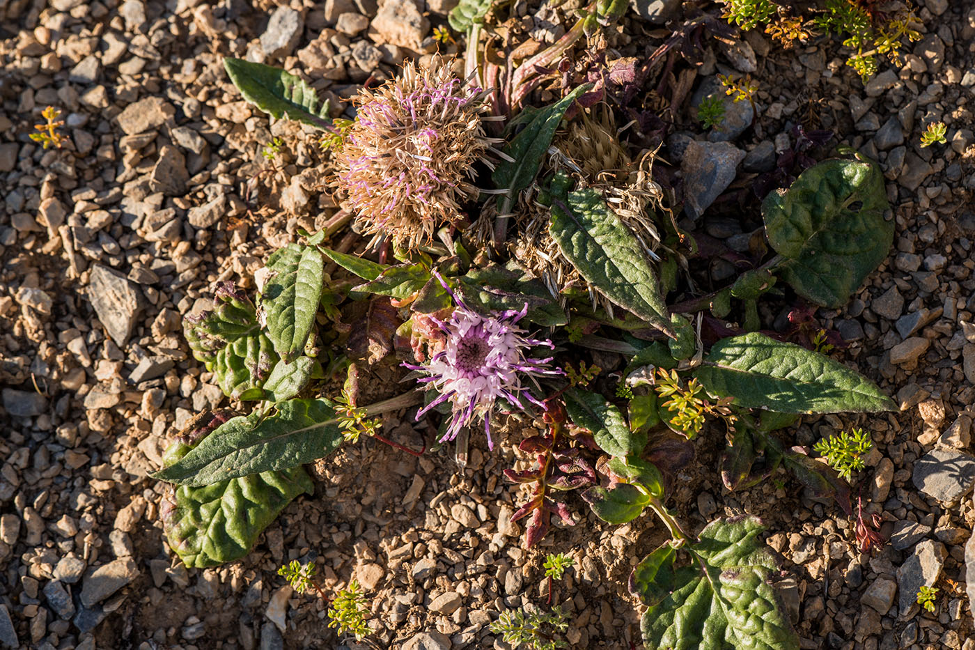 Image of Jurinella moschus specimen.