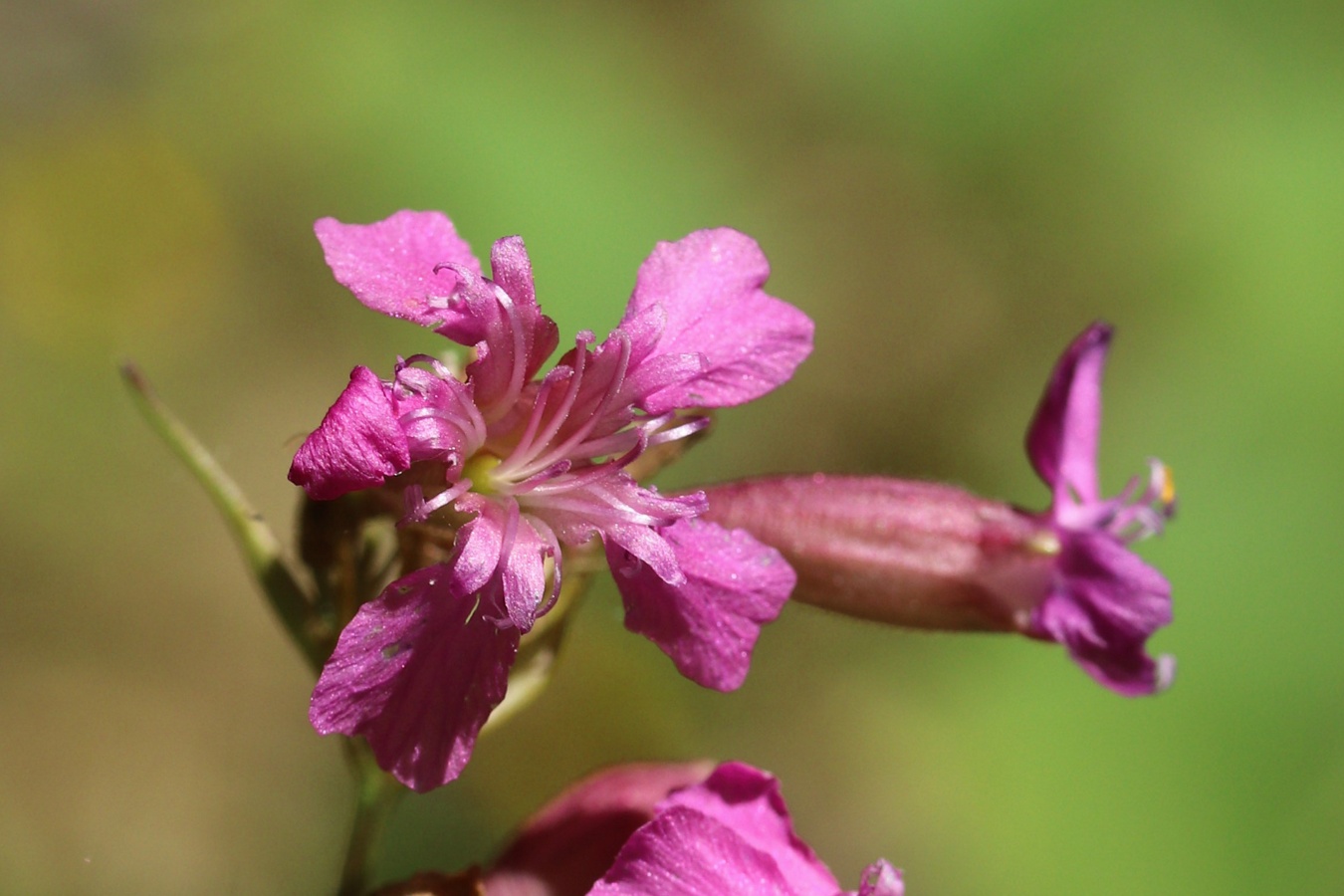 Изображение особи Viscaria vulgaris.