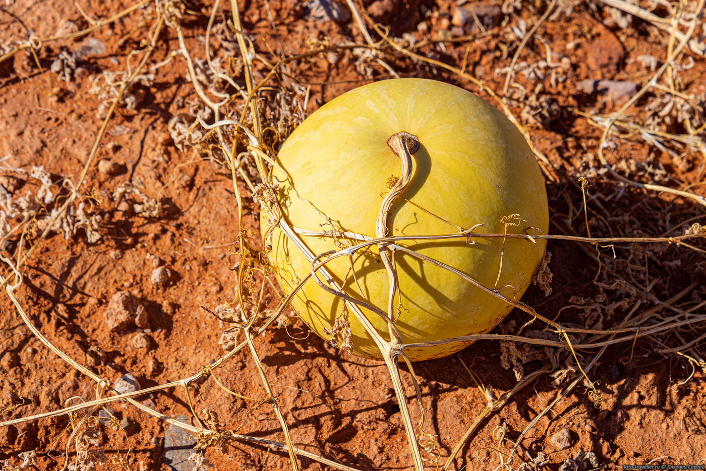 Изображение особи Citrullus colocynthis.