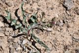 Klasea procumbens