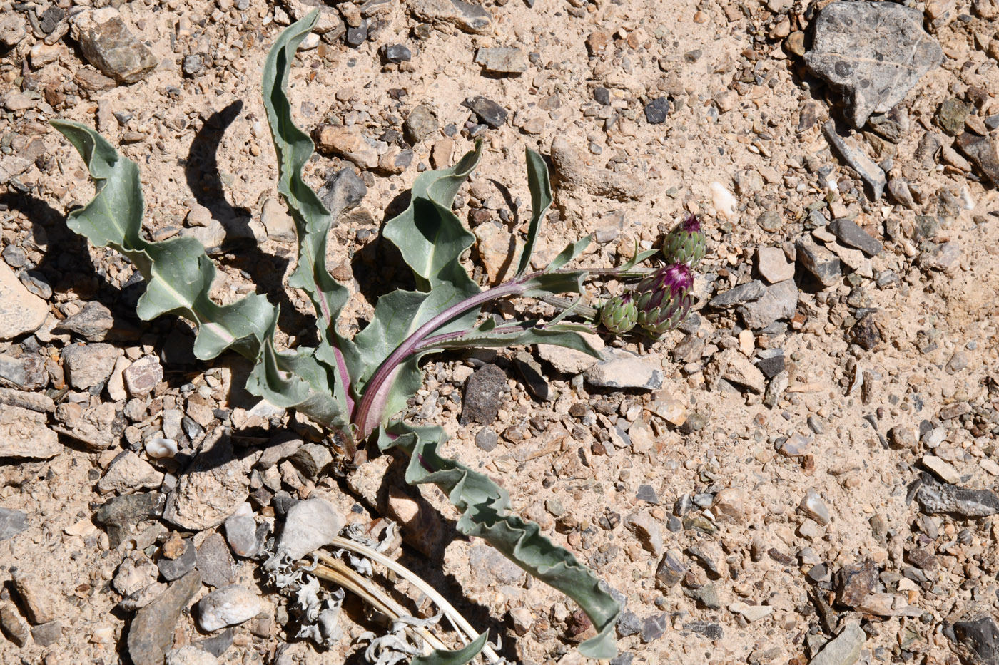 Image of Klasea procumbens specimen.