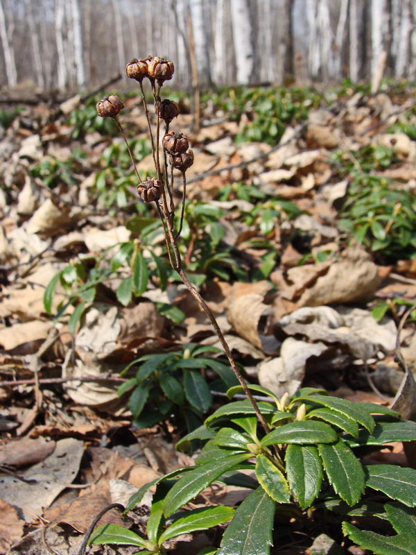 Изображение особи Chimaphila umbellata.