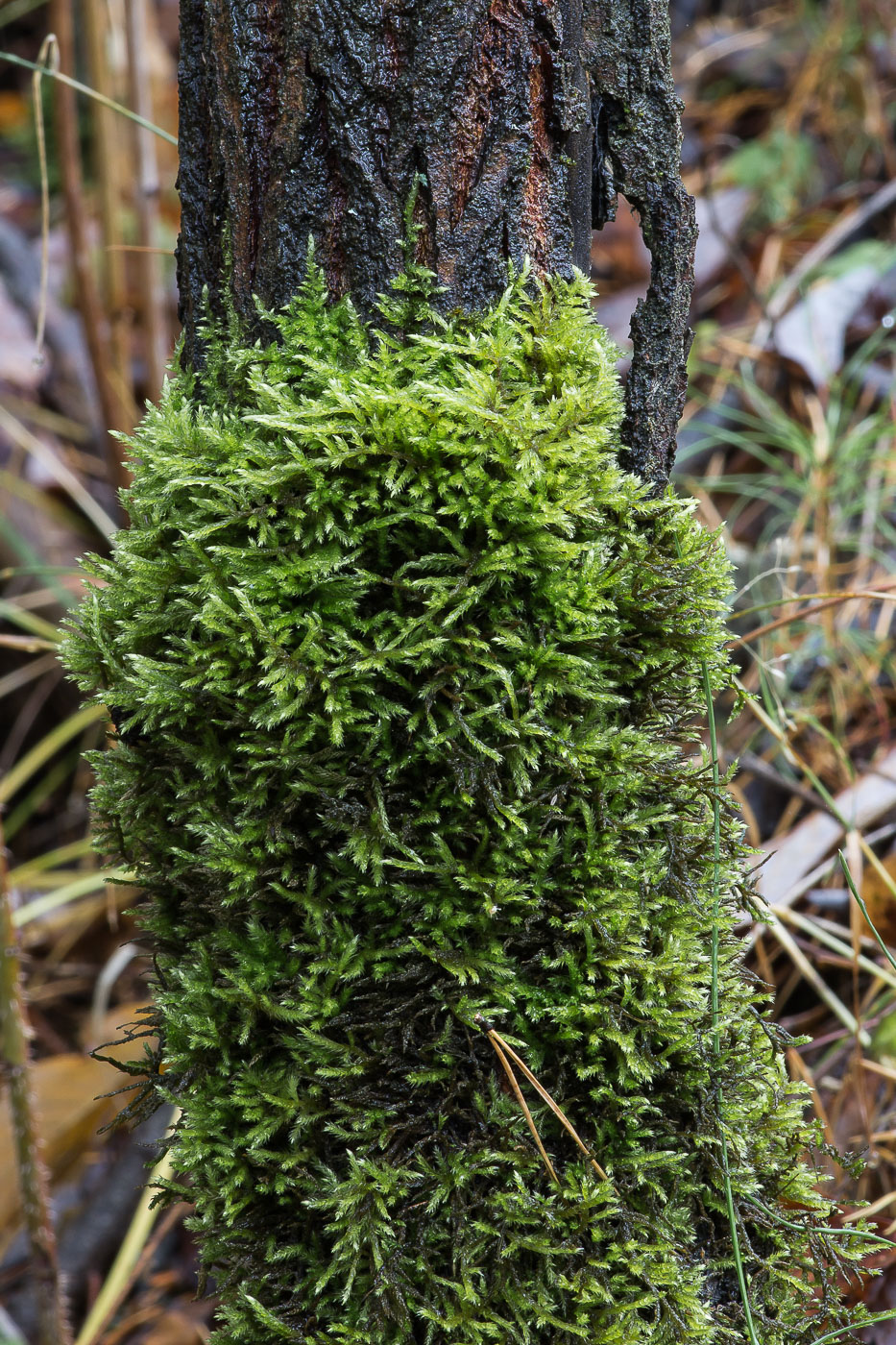 Image of familia Brachytheciaceae specimen.